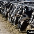 Vlasti SAD kažu da je osoba zaražena ptičjim gripom preko krave