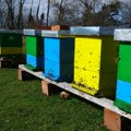 Apel za pčelare: Poljoprivredno dobro „Zaječar“ vršiće prskanje hemijskim sredstvima u Grljanu