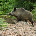 Kako je spasena divlja svinja ujedinila aktiviste za zaštitu životinja u Francuskoj i glumicu Brižid Bardo