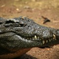 Kako preživeti u močvari punoj aligatora? Nakon avionske nesreće, pet ljudi je uspelo
