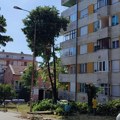 U Veljka Vlahovića seku lipe