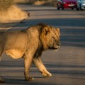 Šok u popularnom turskom letovalištu Odbegli lav šetao ulicama, ljudi panično bežali - evo kako se sve završilo
