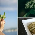 Omiljeni napitak naših starih pomaže kod umirivanja Stari narodni recept za sok od sušene lipe za sve generacije