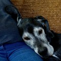 Suptilan fizički znak koji bi mogao ukazivati na to da vaš pas ima demenciju