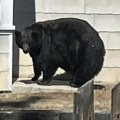 Zaustavljena medvedica Henk: Neobičan lopov uhvaćen u Kaliforniji posle više od godinu dana i niza provala (foto)
