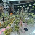 FOTO: Izložba egzotičnih biljaka od danas do subote u Novom Sadu