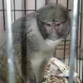 Policija u stanu narko-dilera pronašla majmuna Životinja sedela u prljavom kavezu, bez hrane i vode (video)