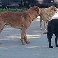 Za deset dana policiji prijavljeno deset ujeda pasa u Leskovcu