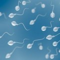 Naučnici otkrili vezu između kvaliteta spermatozoida i gojaznosti