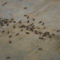 Kako se mravi bore protiv epidemije