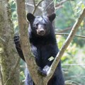 Медвед се попео на дрво у њујоршком насељу: Службе интервенисале више сати док га нису безбедно спустиле