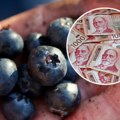 Ljudi se hvataju za glavu! Cena borovnica u Srbiji eksplodirala - kilogram skuplji od 2.000 dinara