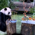 Panda slavi 22. rođendan, ali ne zna da duva svećice