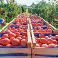 Profesor Keserović: Očekuje se rod voća od oko 1,25 miliona tona