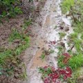Nevreme pogodilo topolu i okolinu: Tuga u Šumadiji, grad uništio voće i useve (foto)