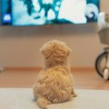 Kada psi gledaju televiziju: Igra, uteha ili samo ljudska iluzija?