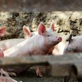 EIZ: Za razvoj svinjogojstva nužna modernizacija proizvodnje i udruživanje proizvođača