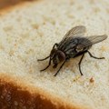 Za manje od 100 dinara rešite se muva u kuhinji: Ljudi tvrde da trik stvarno radi