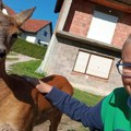 Dečak i lane: Priča o Bogdanu i njegovom neobičnom prijatelju (VIDEO)