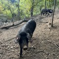 Vučićevići osam godina gaje svinje moravke (VIDEO)