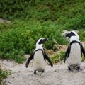 Afrički pingvini mogli bi nestati do 2035. godine