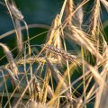 Ukrajina počela da izvozi žito preko Hrvatske