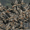Organizovano posmatranja ptica selica - na jugu na Oblačinskom i Bovanskom jezeru