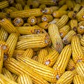Na Produktnoj berzi dominantne kulture u trgovanju bile su kukuruz i pšenica: Cene svih primarnih poljoprivrednih proizvoda u…