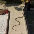 Najezda zmija u Srbiji: Naš stručnjak detaljno objasnio šta tačno treba da uradite ako sretnete zmiju oči u oči u stanu ili…