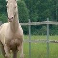 (Video) Ovaj konj je najskuplja rasa na svetu! Nećete verovati koliko može da košta a čak ni pare nisu dovoljne!