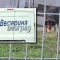 "Znamo koji je pas, neverovatno je da ga vlasnik pušta", direktor JKP "Veterina Beograd" o situaciji u Zemunu