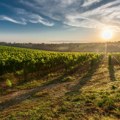 Hrvatska je treća najgora u EU po povlačenju novca iz fondova za vinarstvo
