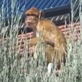 Majmun šeta krovovima Karaburme: Snimak ove životinje u Beogradu kao da je iz rubrike "verovali ili ne": Nadam se da će biti…