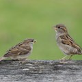 Smanjuje se populacija vrabaca u Srbiji i Evropi: "Naši parkovi se menjaju na štetu prirode i ptica"