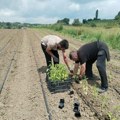 Porodica Vasilijević selo Zdravinje kod Kruševca: "Šta je važno kad proizvodite papriku na otvorenom i uzgajate paradajz u…