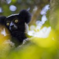 Životinje: „Raspevani lemuri ukazuju na poreklo muzike“