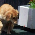 Masovne eutanazije u „logoru za pse“: Kako je na hiljade pasa izgubilo život u prihvatilištu u Požegi?