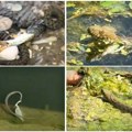 Zmije preuzele reke i jezera širom Srbije, strah među kupačima: Ima li razloga za paniku? Oglasili se stručnjaci