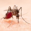 Virus Zapadnog Nila: Kako komarci donose tropske viruse u naše krajeve