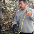 Sunce izmamilo zmije: Ako je sretnete, ne paničite, propustite je