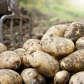 Zarada na krompiru 10.000 evra po hektaru