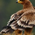 Kritično! Ugrožen najveći soko Srbije! Uzrok je jeziv