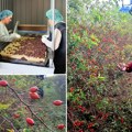 Kotrljanje ravnicom: Berba na najvećoj plantaži šipaka u Vojvodini Od plodova divlje ruže lepa vajda
