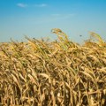 Proizvodnja kukuruza u Srbiji za deset godina smanjena skoro za trećinu