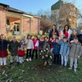 U dvorištima vrtića posađene prirodne jelke