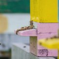 Raspisan javni poziv za subvencije po košnici pčela