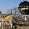 "Prenose mnoge bolesti": Divlje zveri primećene u beogradskim opštinama, lovac otkriva kako se braniti