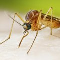 Virus Zapadnog Nila: Kako da prepoznate da li vas je ujeo zaraženi komarac i kada morate hitno kod lekara