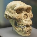 Naučnici rekonstruisali lice najstarijeg poznatog Homo sapiensa (FOTO)