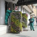 Cvetni valjci na nekoliko lokacija u Novom Sadu